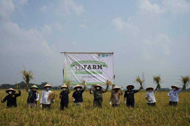
					Dompet Dhuafa melakukan panen raya pemberdayaan petani di Desa Beberan, Kecamatan Ciruas, Serang, Banten.