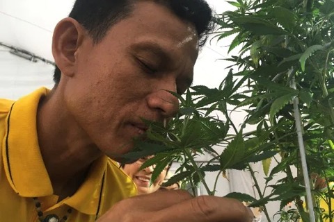 
					Reuters/Prapan Chankaew
Seorang pria mencium tanaman ganja di Pameran Ganja di Provinsi Buriram, Thailand.