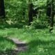 Grassy, wooded path
