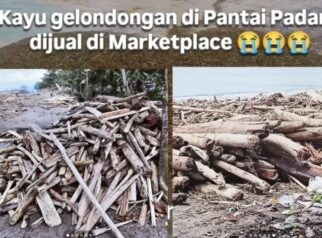 Gokil! Kayu Gelondongan Banjir Sumatra Dijual di Marketplace