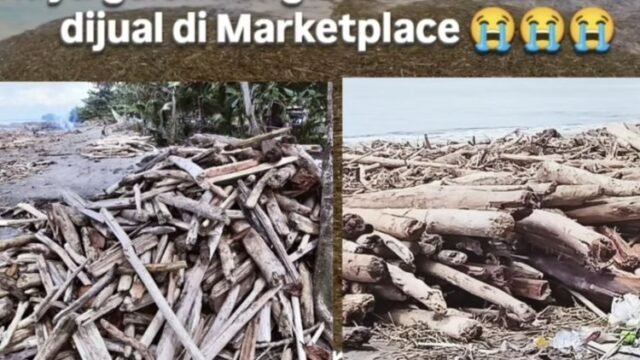 Gokil! Kayu Gelondongan Banjir Sumatra Dijual di Marketplace