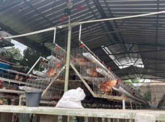 Dinas Pertanian Bekasi: Peternakan Ayam Milik BUMDes Pasirgombong Berpotensi Flu Burung
