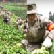 Not Only Indonesia, Chinese Soldiers Also Went Down to the Rice Fields Not Only Indonesia, Chinese Soldiers Also Went Down to the Rice Fields