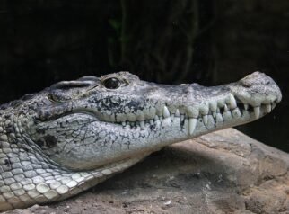 Israel Studies Crocodile-Moated Prisons for Palestinian Detainees Israel Studies Crocodile-Moated Prisons for Palestinian Detainees