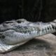 Israel Studies Crocodile-Moated Prisons for Palestinian Detainees Israel Studies Crocodile-Moated Prisons for Palestinian Detainees