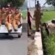 Viral, Motor KDMP Masuk Sawah 5 93600e6561094e8e83841031e49176d7