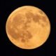 harvest moon Sedang