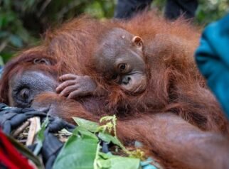 induk dan 2 anak orang utan terjebak akibat karhutla di ketapang 1787633127693 169