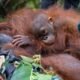 Karhutla Ganggu Habitat, Orangutan Kalimantan Lemas Ditemukan 6 induk dan 2 anak orang utan terjebak akibat karhutla di ketapang 1787633127693 169