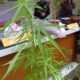 27 Batang Ganja Ditemukan di Atap Rumah di Bandung 4 bc7f8cbb04974649a07db99e53eded50